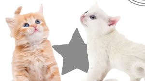 Анимация с котиками