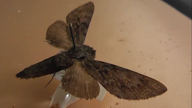 БРАЖНИКИ: 663. Lapara phaeobrachycerous