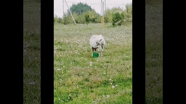 Рождение цыплят и знакомство с козочками
