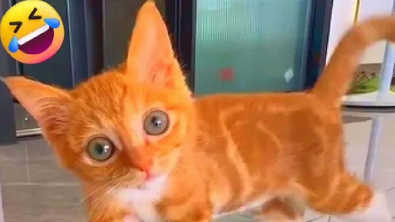 СМЕШНЫЕ КОТЫ 2026 ЛУЧШИЕ ПРИКОЛЫ С КОТАМИ, КОШКИ, ЖИВОТНЫЕ, СМЕШНОЕ ВИДЕО смотреть онлайн