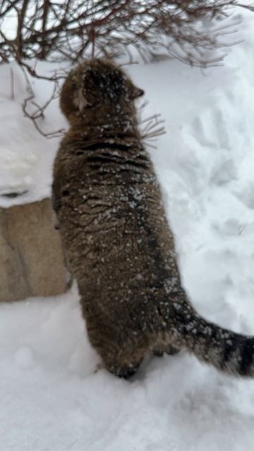 После метели 02-02-2026 После метели 02-02-2026