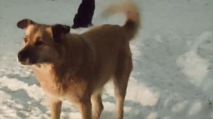 БРОДЯЧИЕ СОБАКИ НАПАДАЮТ В СОЛОНЦАХ