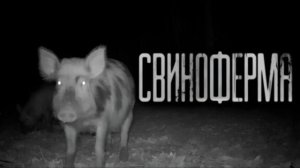 СВИНОФЕРМА.. Страшные истории на ночь.