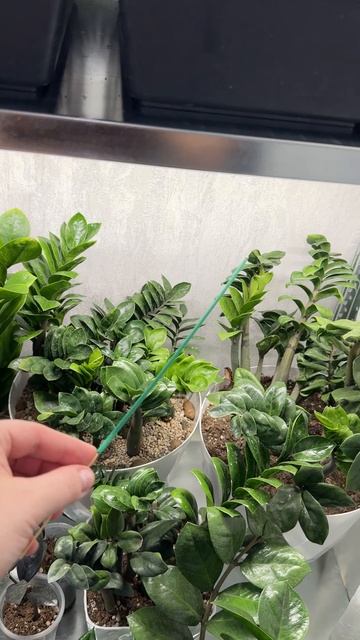 ИЗБАВИЛАСЬ ОТ МОШЕК НАВСЕГДА! ТАК ДЕЛАЮ КАЖДЫЙ ДЕНЬ! смотреть онлайн