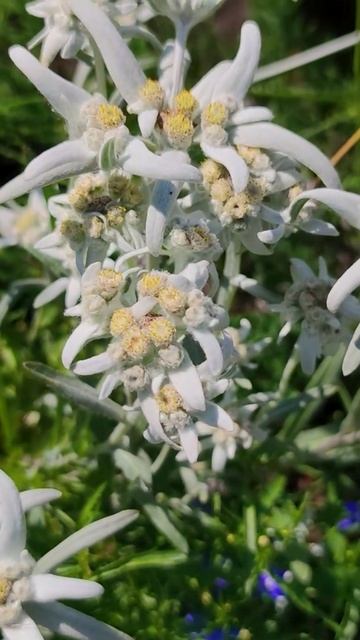 Это не цветок. Это подвиг. смотреть онлайн