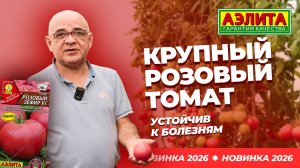 Розовый КРУПНЫЙ ТОМАТ со сладкой медовой мякотью РОЗОВЫЙ ЗЕФИР F1