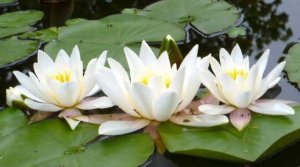 Там Лилии Цветут