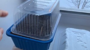 Мои растишки растут. Виктория , вся взошла.