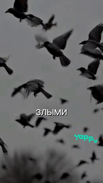 Энциклопедия знаний📖 смотреть онлайн