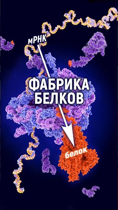 РИБОСОМА: генератор белков для клетки организма по чертежам ДНК