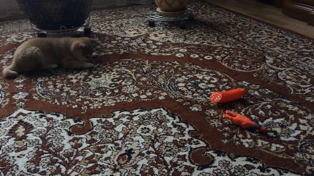 ПЕРВЫЕ ИГРУШКИ ДЛЯ ШАНТИ! ПЕРВЫЕ ИГРУШКИ ДЛЯ ШАНТИ!