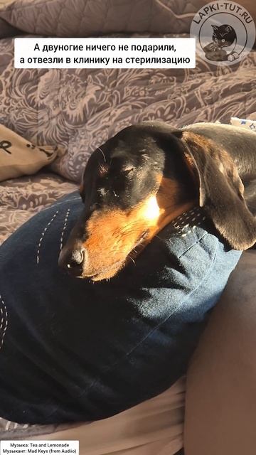 День Рождения без подарков 😁
#лапкитут #таксыправятмиром #заботаопитомцах #собакавдоме #выходные День Рождения без подарков 😁
#лапкитут #таксыправятмиром #заботаопитомцах #собакавдоме #выходные