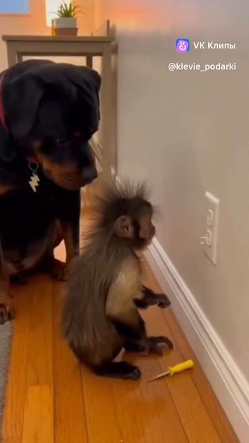 Приколы с животными смотреть онлайн