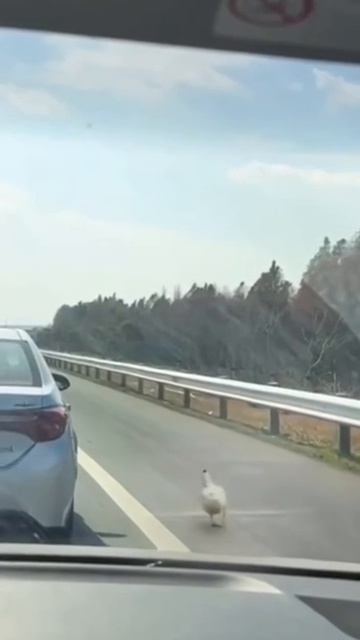 Гусиный походняк