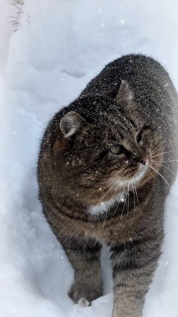 Лесной кот идет 02-02-2026