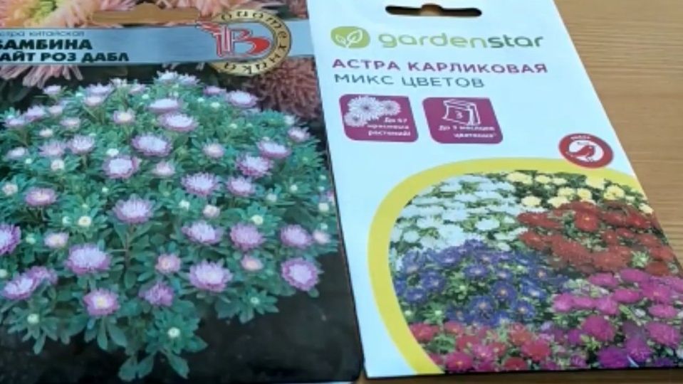 Этот способ посадки семян астр ускоряет всхожесть смотреть онлайн