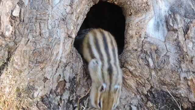 Когда закончатся морозы в Хабаровском крае - предсказал бурундук смотреть онлайн
