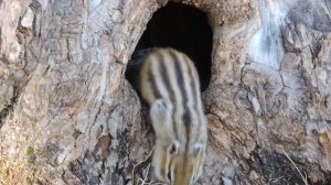 Когда закончатся морозы в Хабаровском крае - предсказал бурундук