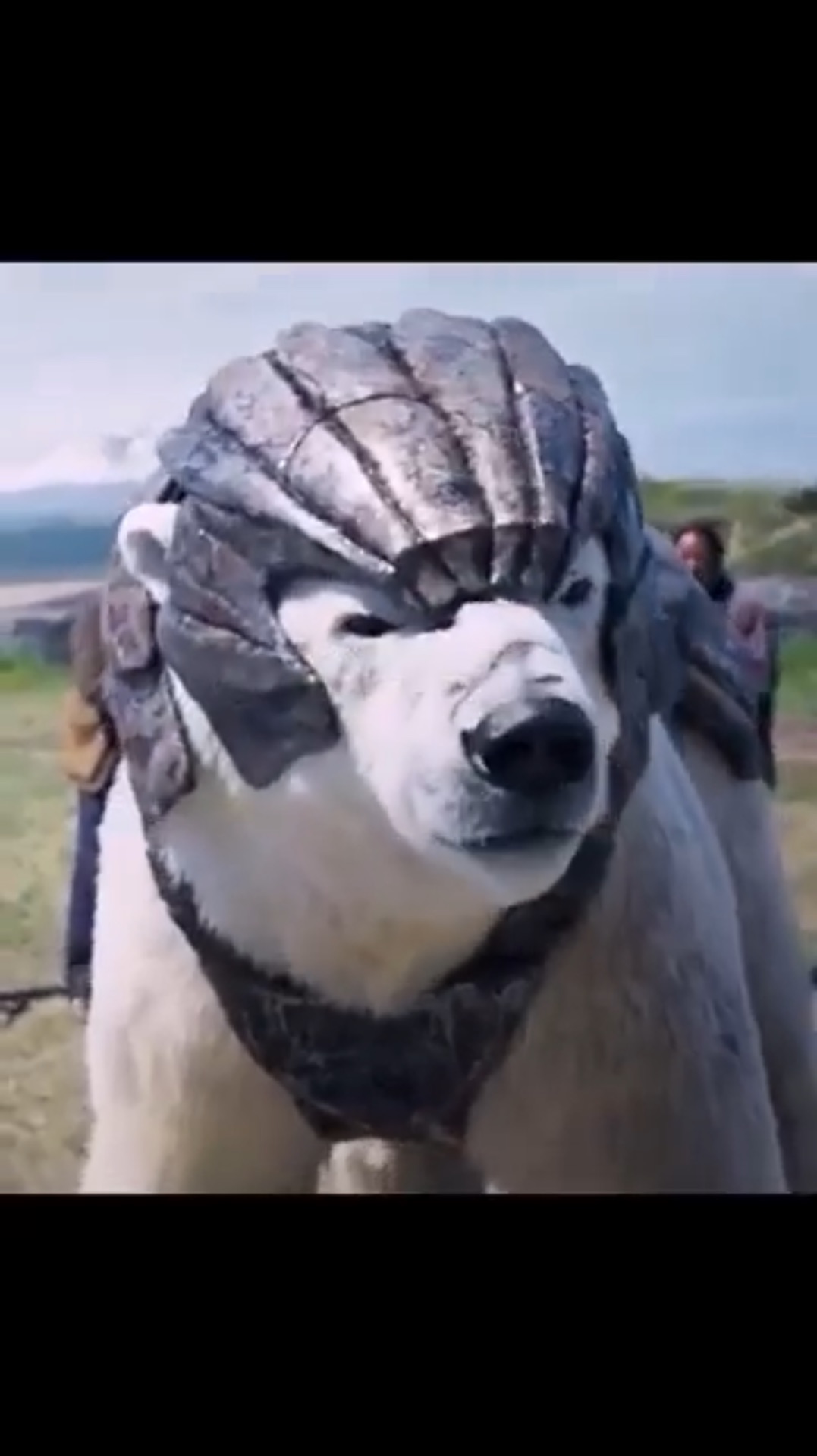 Бросил вызов говорящему медведю