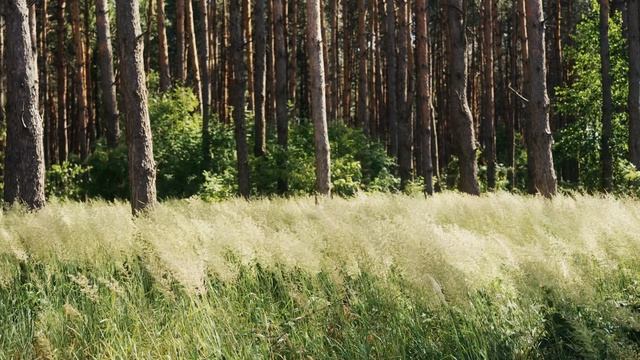 Шум Леса 2 • Умиротворяющие Звуки Природы 2 • naomix.ru Шум Леса 2 • Умиротворяющие Звуки Природы 2 • naomix.ru