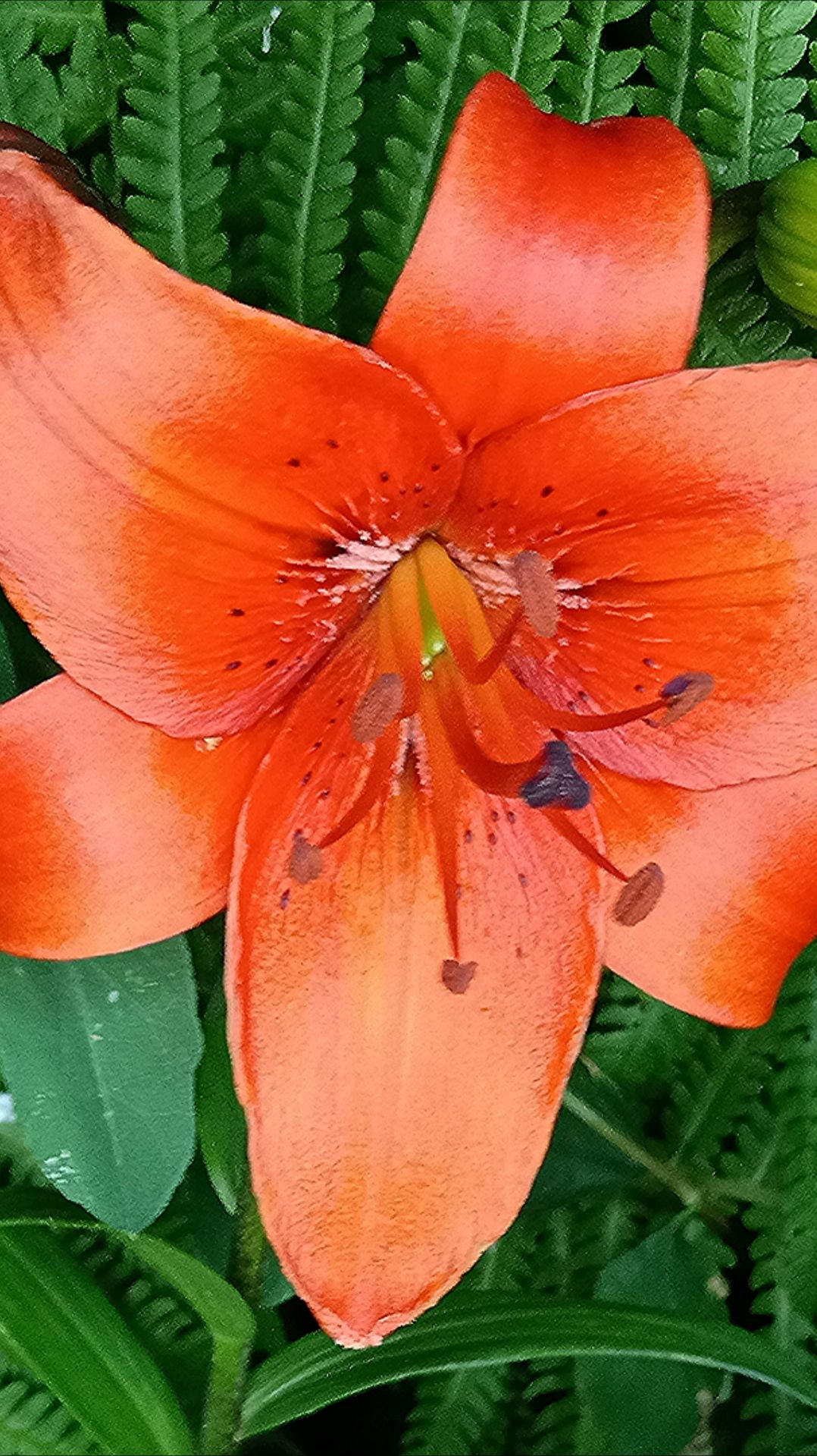 Лилии смотреть онлайн