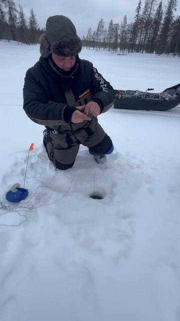 Щука на жерлицу в Карелии. 02