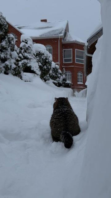 Замело дорожку. 02-02-2026