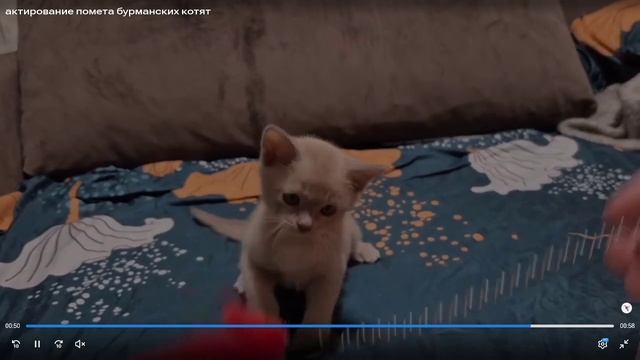 Котята питомника кошек  БУРМА СТАРС