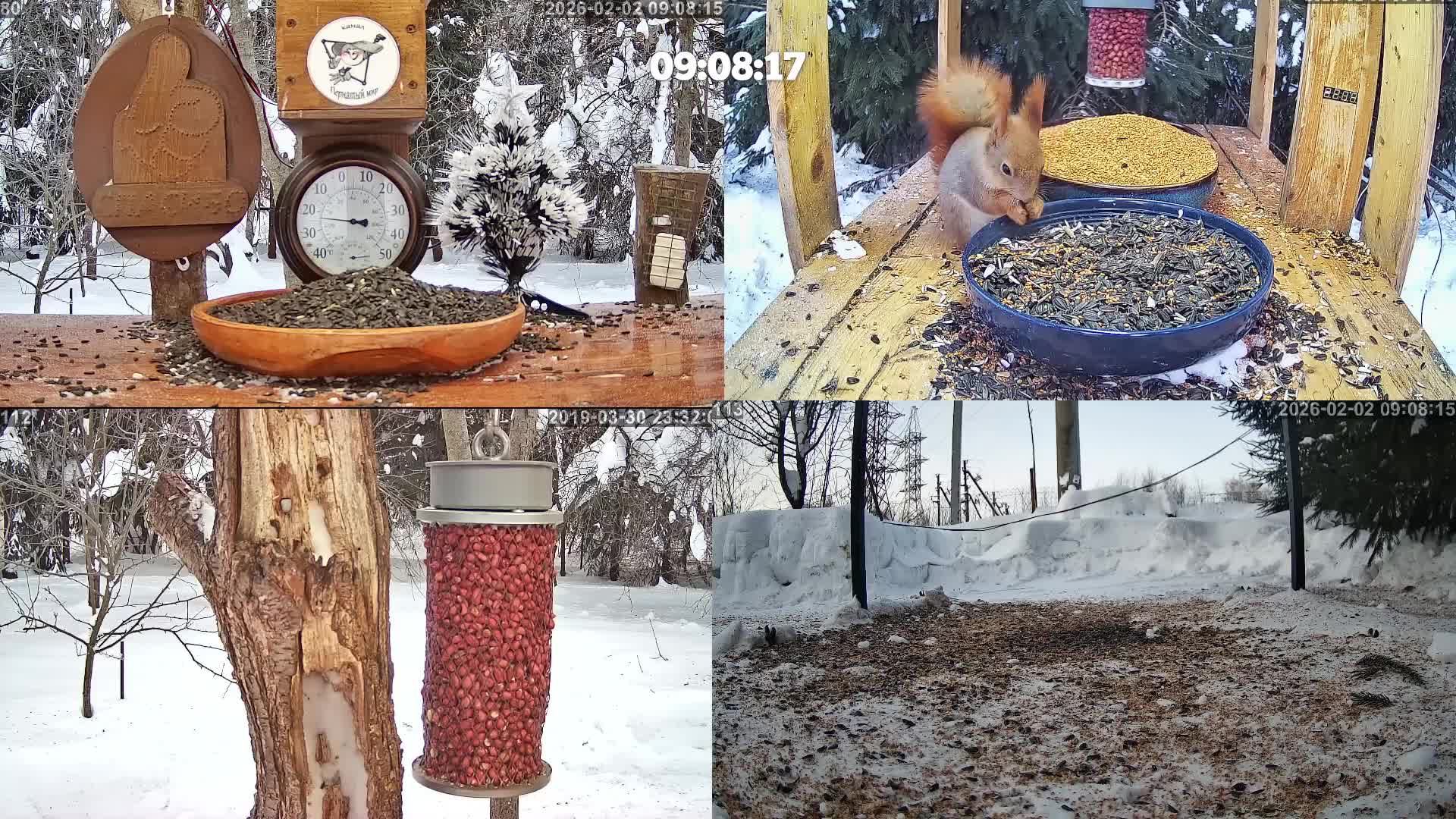 #онлайн_кормушка_для_птиц. 2 февраля 2026 года. г. Калуга