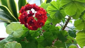 Почему желтеют листья на Пеларгонии, Герани???