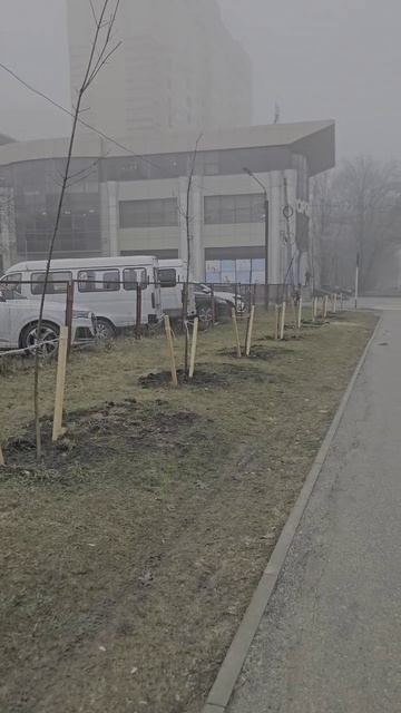 А как вам такое озеленение?🌳 Новые деревья на Пирогова! #ставрополь #юг #travel #переезд