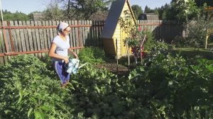 6 соток 5 июля 2021 года. Хроника. Поливаю картошку. Удобряю морковь. Опрыскала грушу.