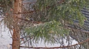 дикий зоопарк за окном