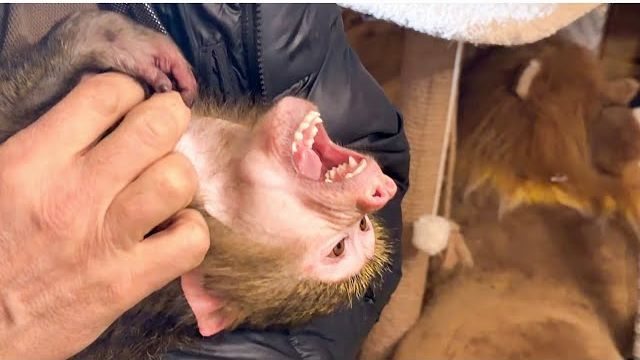 Что-то Анфиса РАЗОШЛАСЬ не на шутку! Она решила, что ОНА ГЛАВНАЯ И ВСЕХ СТАЛА КУСАТЬ! смотреть онлайн