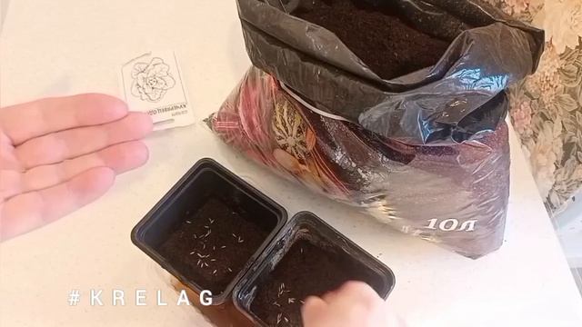 как растёт зелень 🌱на рассаду в ядовитом грунте🧨