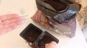 как растёт зелень 🌱на рассаду в ядовитом грунте🧨