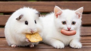 РАЗВЛЕКАТЕЛЬНОЕ ВИДЕО | СМЕШНЫЕ ВИДЕО ПРО ЖИВОТНЫХ