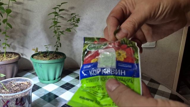 Голубика в Сибири. Оставил однолетние саженцы голубики до весны в квартире. НАЧАЛО ФЕВРАЛЯ