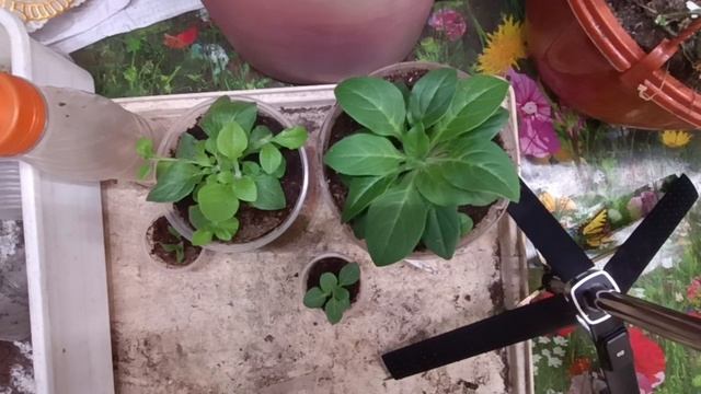 Немного про петунии🌹 Немного про петунии🌹