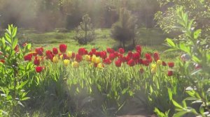 Детали старого парк