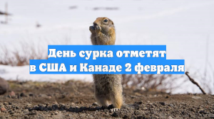День сурка отметят в США и Канаде 2 февраля