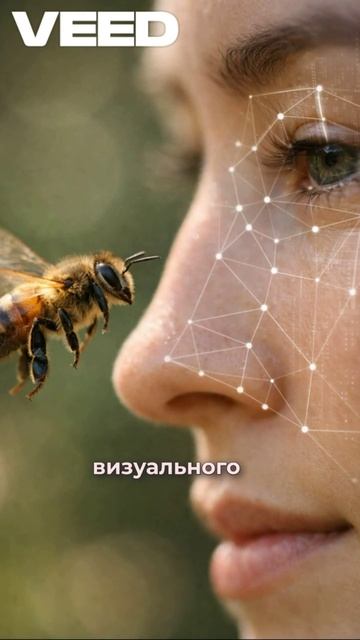 Пчёлы умеют узнавать человеческие лица