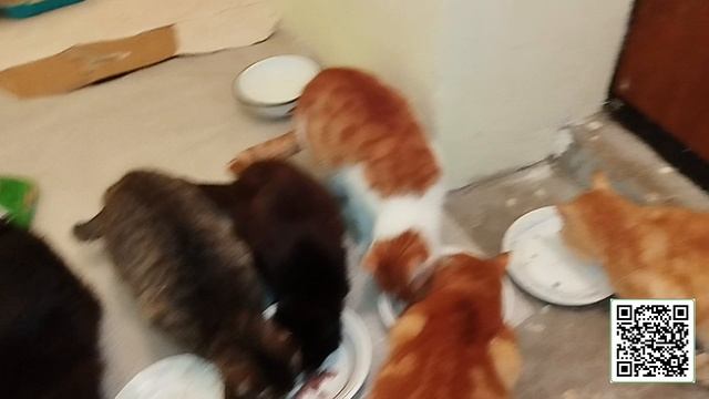 Багира вернулась как сугробы растаяли. Багира вернулась как сугробы растаяли.