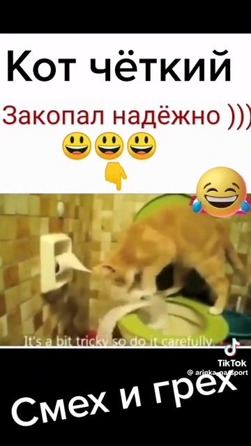 Смех и грех кот 🤣😂