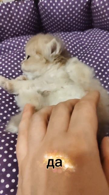 Вот такие они…Самые сладкие,любимые и милые 🥰😍