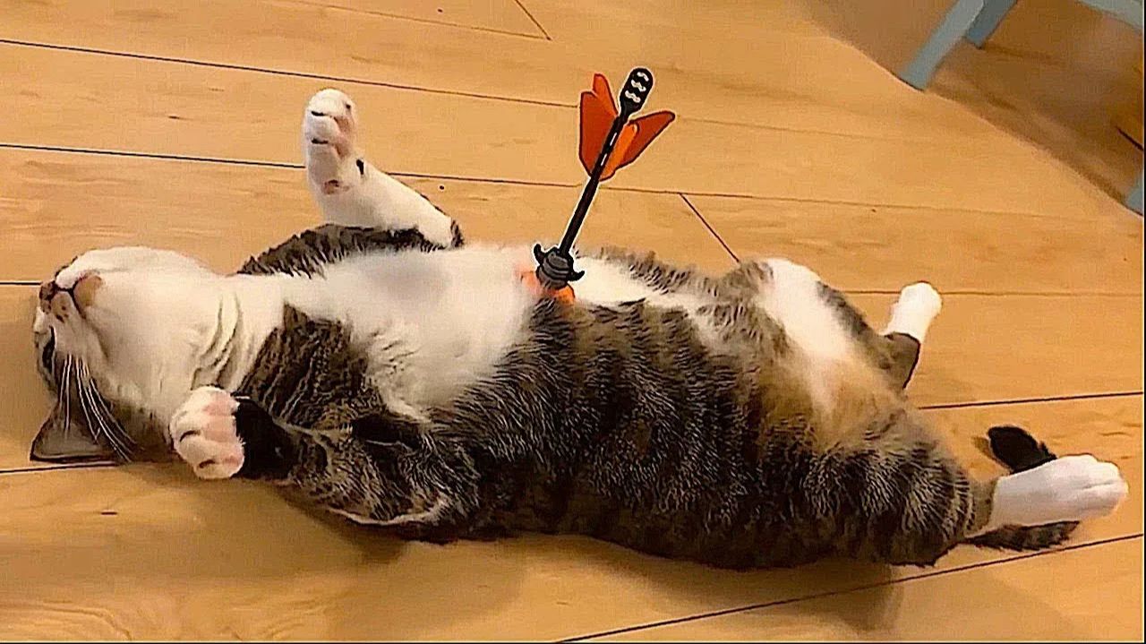 Смешные и забавные животные 😻😺 Лучшие приколы с животными 🐶 смотреть онлайн