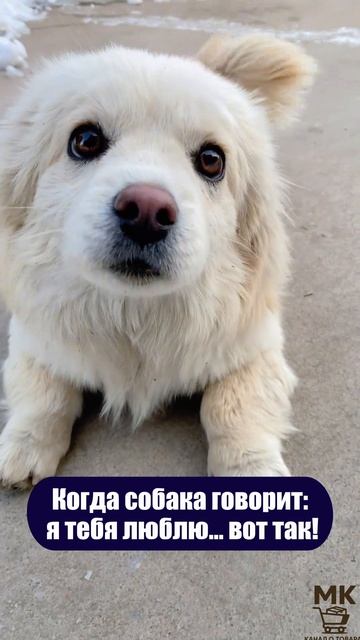 Когда собака говорит я тебя люблю… вот так!