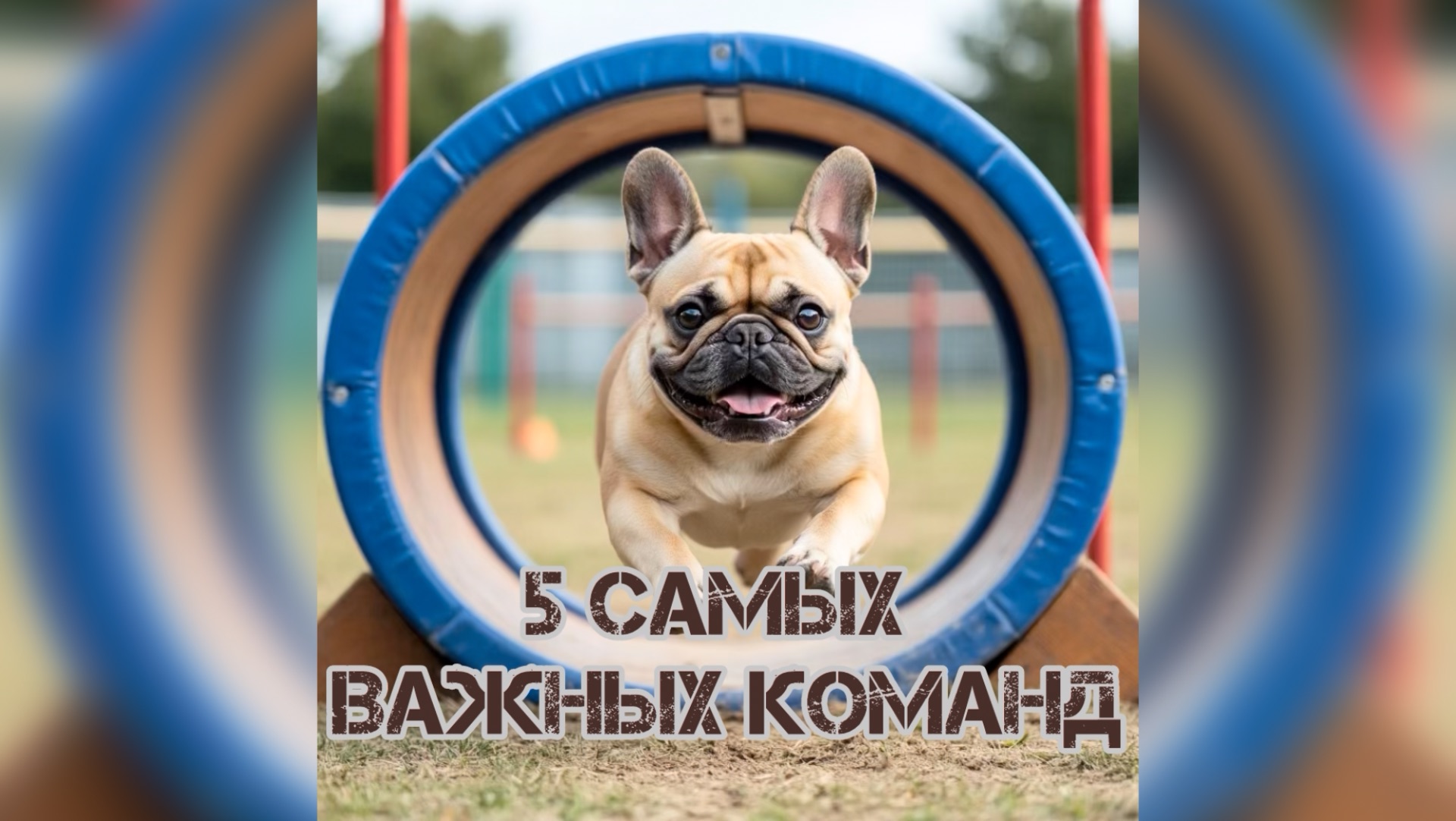 5️⃣ важных команд, которым стоит обучить собаку🐶