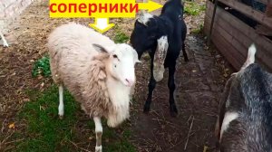 Это моя женщина!