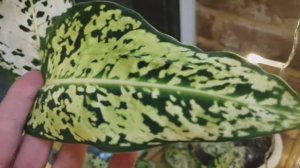 Что растёт на втором окне в зимнем саду?! 🪴